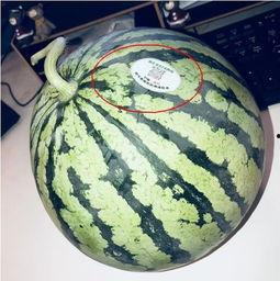 长兴网红吃瓜,揭秘网络红人的真实一面